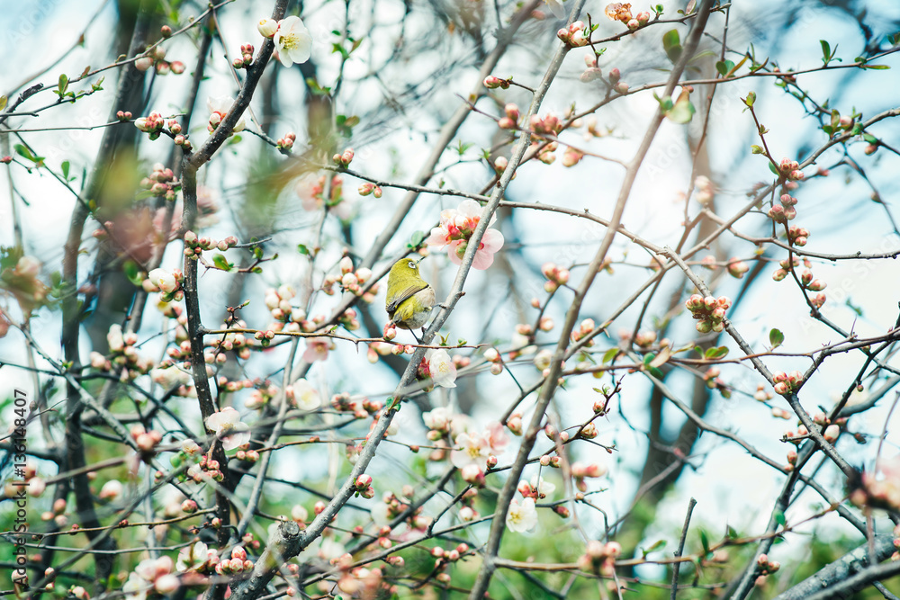 Japanese White-eye (Zosterops japonicus) on Cherry Blossom and s Japanese White-eye (Zosterops japonicus) on Cherry Blossom and s