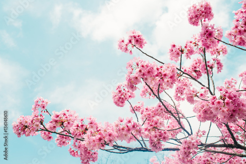 Fényképezés Beautiful cherry blossom sakura in spring time over blue sky.