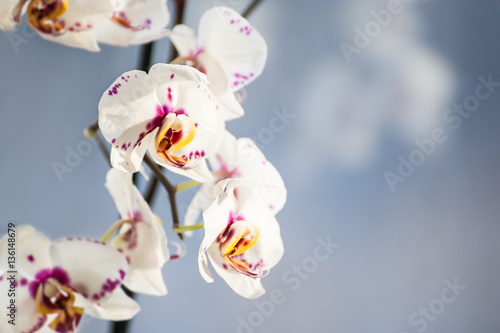 White orchid flower.