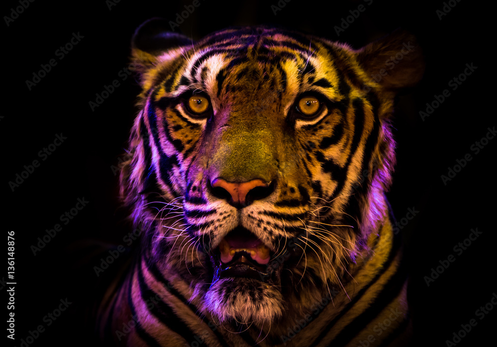 Tiger bengal Look at me black on background Tiger bengal Look at me black on background