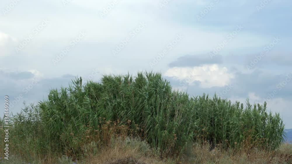 View of agricultural field on hill with tall grass in windy weather at summer against blue sky with clouds View of agricultural field on hill with tall grass in windy weather at summer against blue sky with clouds