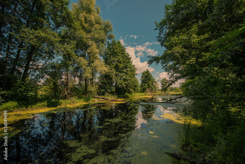 Fototapeta Naklejka Na Ścianę i Meble -  deciduous forest and lake