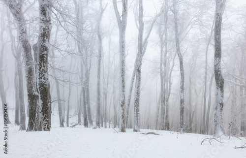 Frozen landscape - Winter mist forest © TTstudio