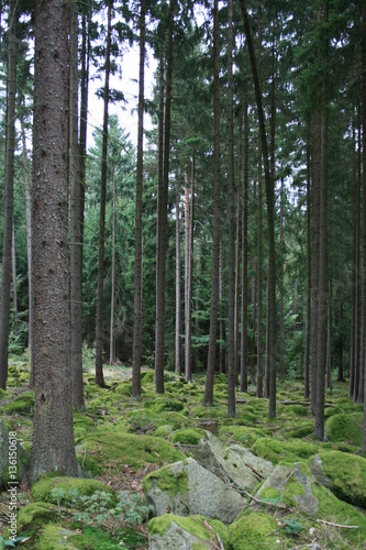 Wald in Franken