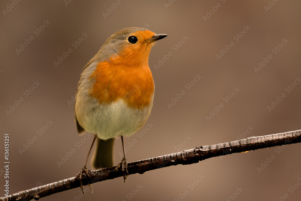 Fototapeta premium Pretty Bird With a Nice Orange Red Plumage