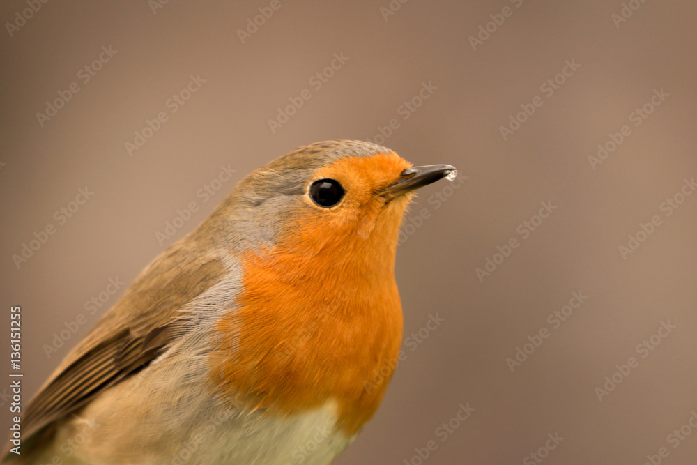 Pretty Bird With a Nice Orange Red Plumage Pretty Bird With a Nice Orange Red Plumage