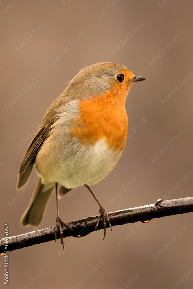 Pretty Bird With a Nice Orange Red Plumage Pretty Bird With a Nice Orange Red Plumage