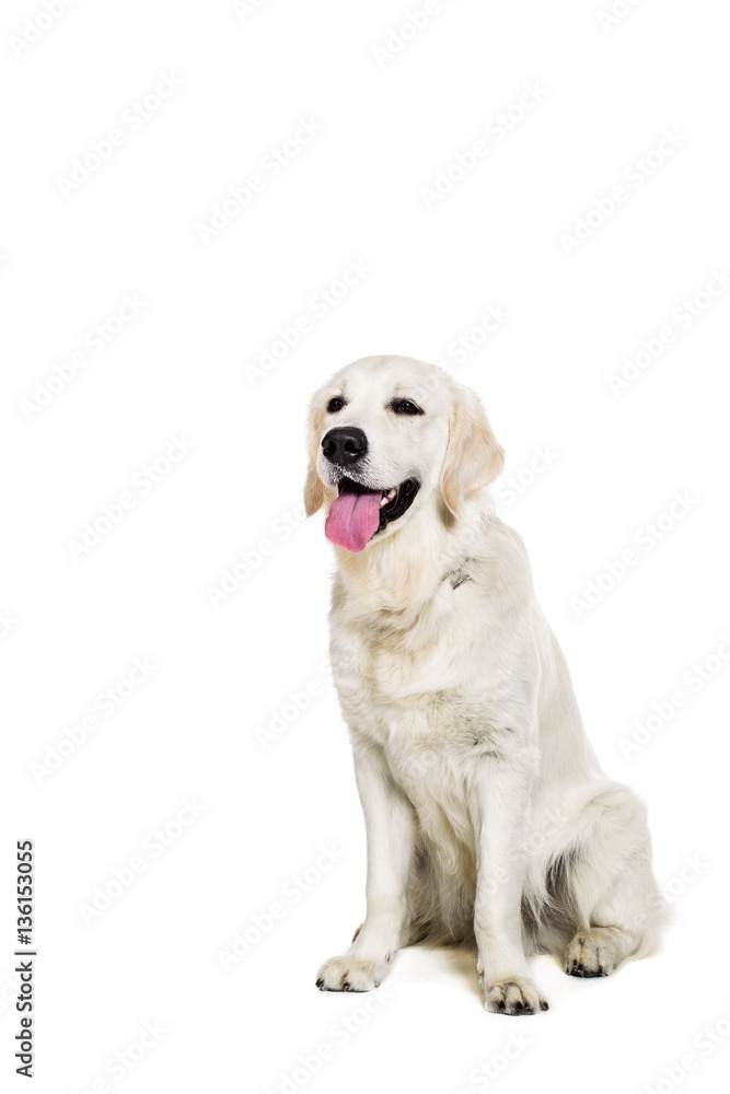 Labrador Retriever on a white background