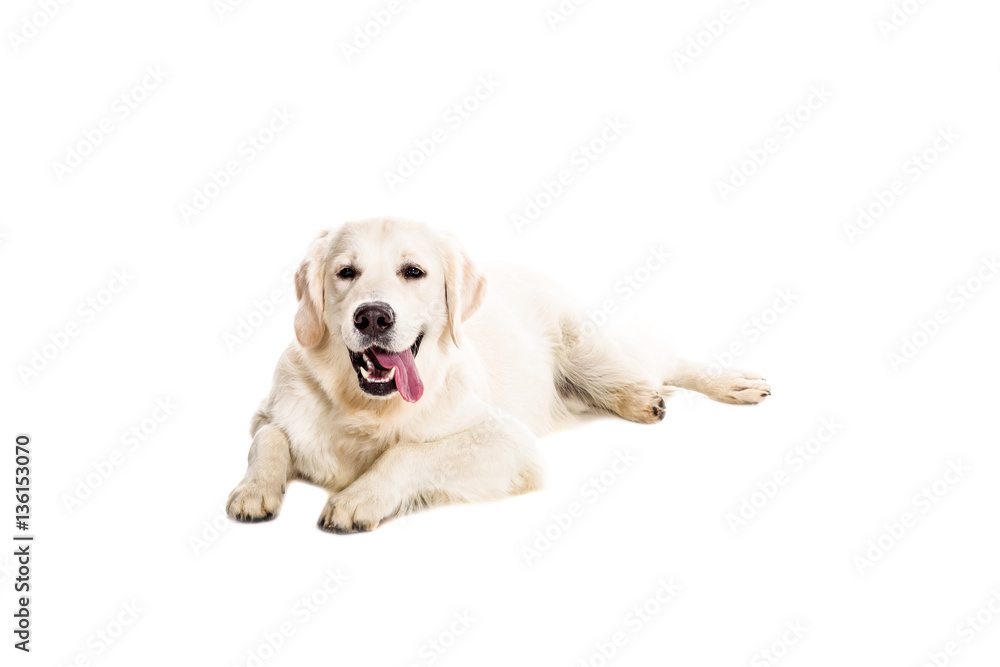 Labrador Retriever on a white background Labrador Retriever on a white background