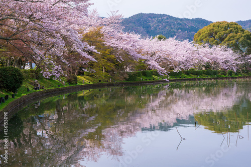 京都 大覚寺 大沢池の桜 