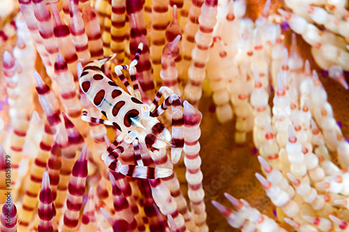 Symbiotic Coleman’s shrimp, Periclimenes colemani, living in fire sea urchin Asthenosoma varium, Komodo Island, Indonesia, Indo-Pacific.