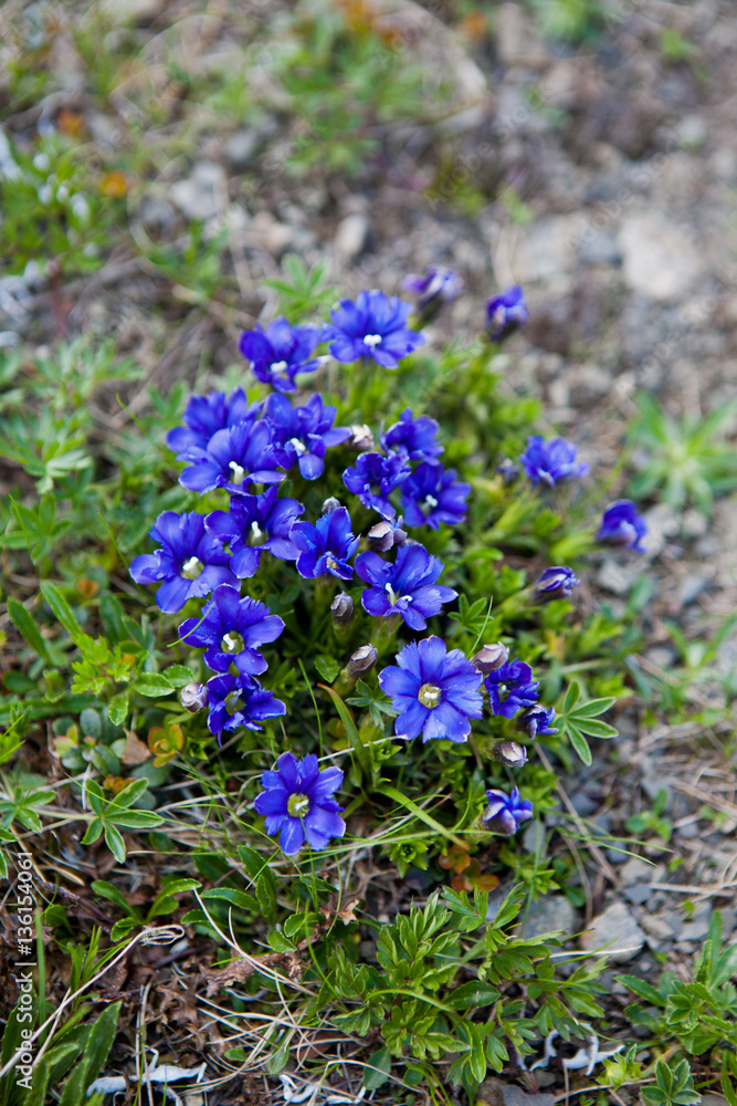 Blooming Gentiana acaulis (stemless gentian) in Carpathians Blooming Gentiana acaulis (stemless gentian) in Carpathians