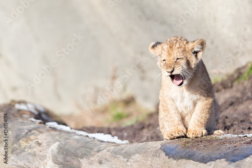 Lion cub exploring it s surroundings