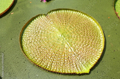 Valokuva Giant Lily Pad