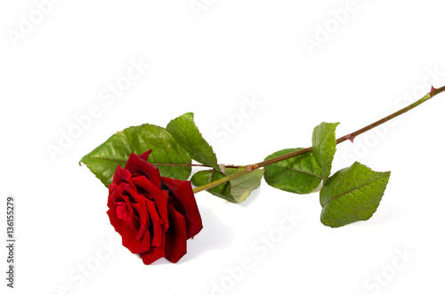 Red rose flower head  . Petals Borderisolated on white background cutout photo