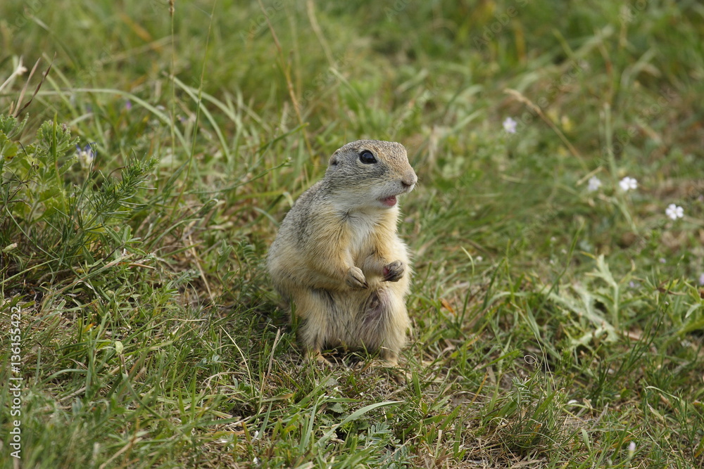 Fototapeta premium Ziesel