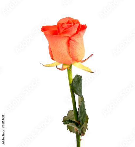Red rose flower head . Petals Borderisolated on white background cutout