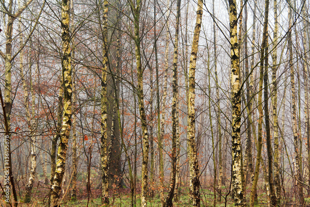 Fototapeta premium English woodland on a foggy misty morning