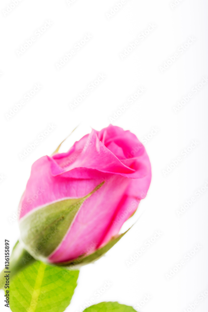 Fototapeta premium Delicate rose on a plain white background