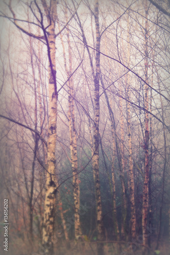 English woodland on a foggy misty morning