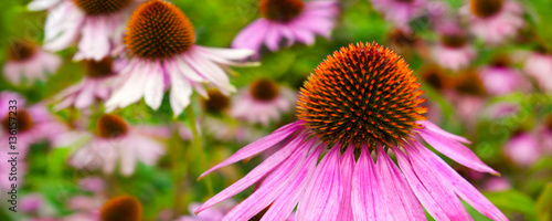 Echinacea © PhotoSG