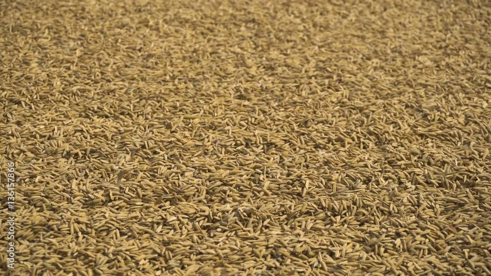 Drying of the rice on the road in Asia. Rice on the road after harvest. Drying rice on the island of Camiguin island. 4K video, Philippines. Drying of the rice on the road in Asia. Rice on the road after harvest. Drying rice on the island of Camiguin island. 4K video, Philippines.