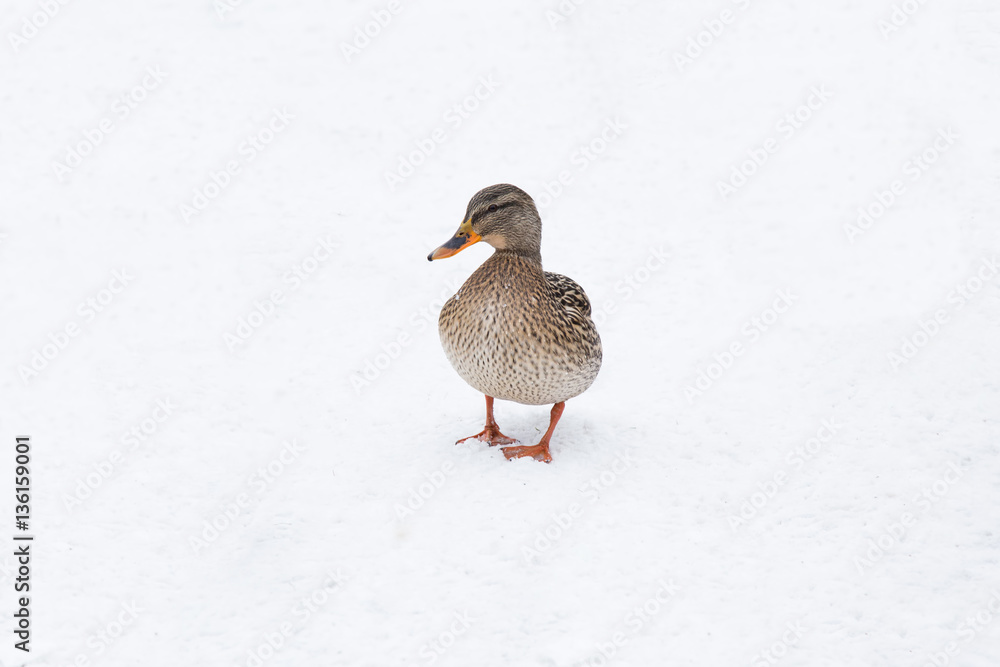 Wildlife. Duck on the snow in winter day in the Europe. Wildlife. Duck on the snow in winter day in the Europe.