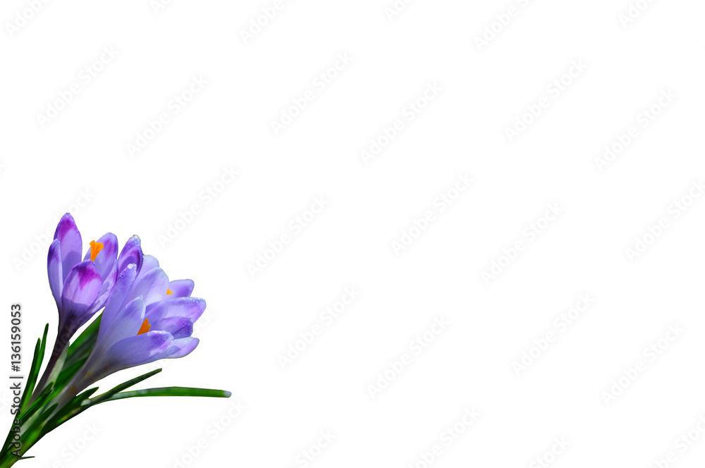 Purple spring flowers crocus isolated on white background Purple spring flowers crocus isolated on white background