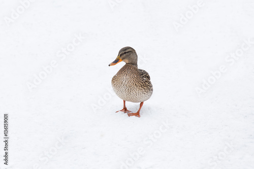 Wildlife. Duck on the snow in winter day in the Europe.