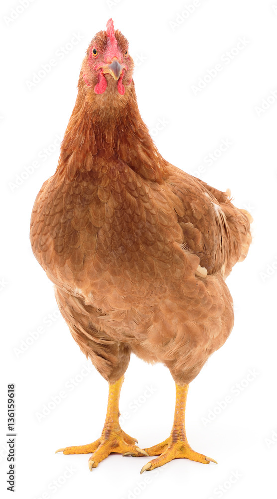 Fototapeta premium Brown hen isolated.