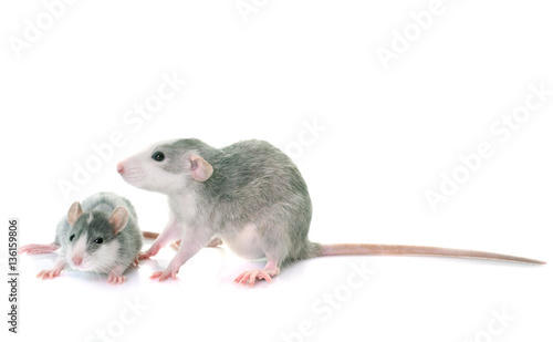 young rats bicolor