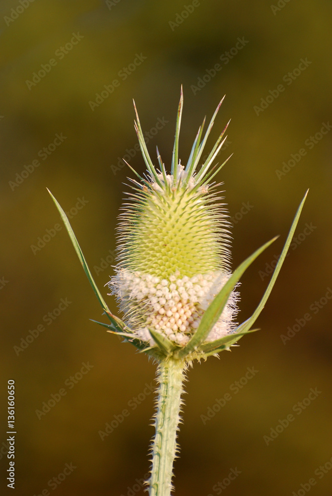 Teasel in nature, Teasel flower in bloom in a closeup Teasel in nature, Teasel flower in bloom in a closeup