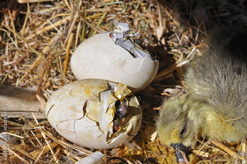 Goose Eggs Hatching