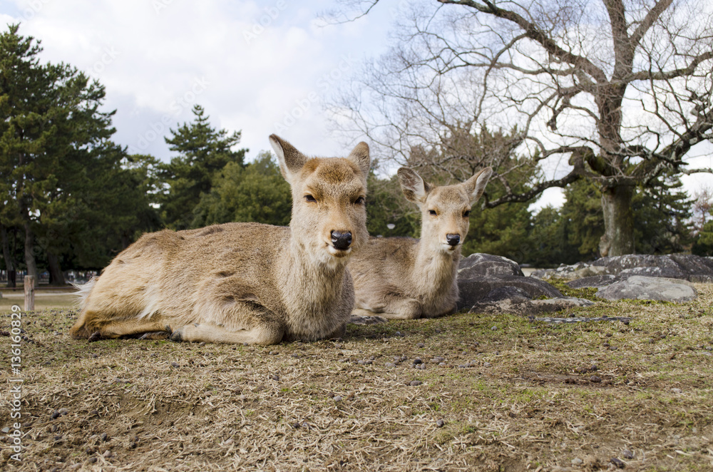 Pair of Sika Deer Lying Down Pair of Sika Deer Lying Down