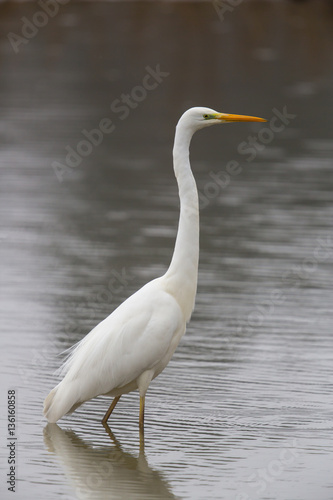 Great white Egret  egretta alba  walking and wading