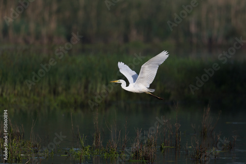 great white egret (egretta alba) in flight
