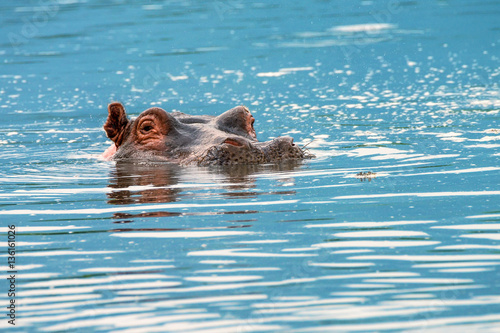 Close-up of hippo