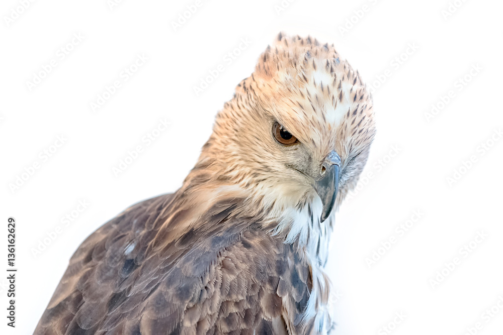 Obraz premium Changeable Hawk Eagle (Nisaetus limnaeetus)