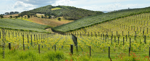 Man walking in his vine yard in New Zealand 
