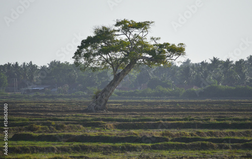 Tree in Arugambay, Sri Lanka