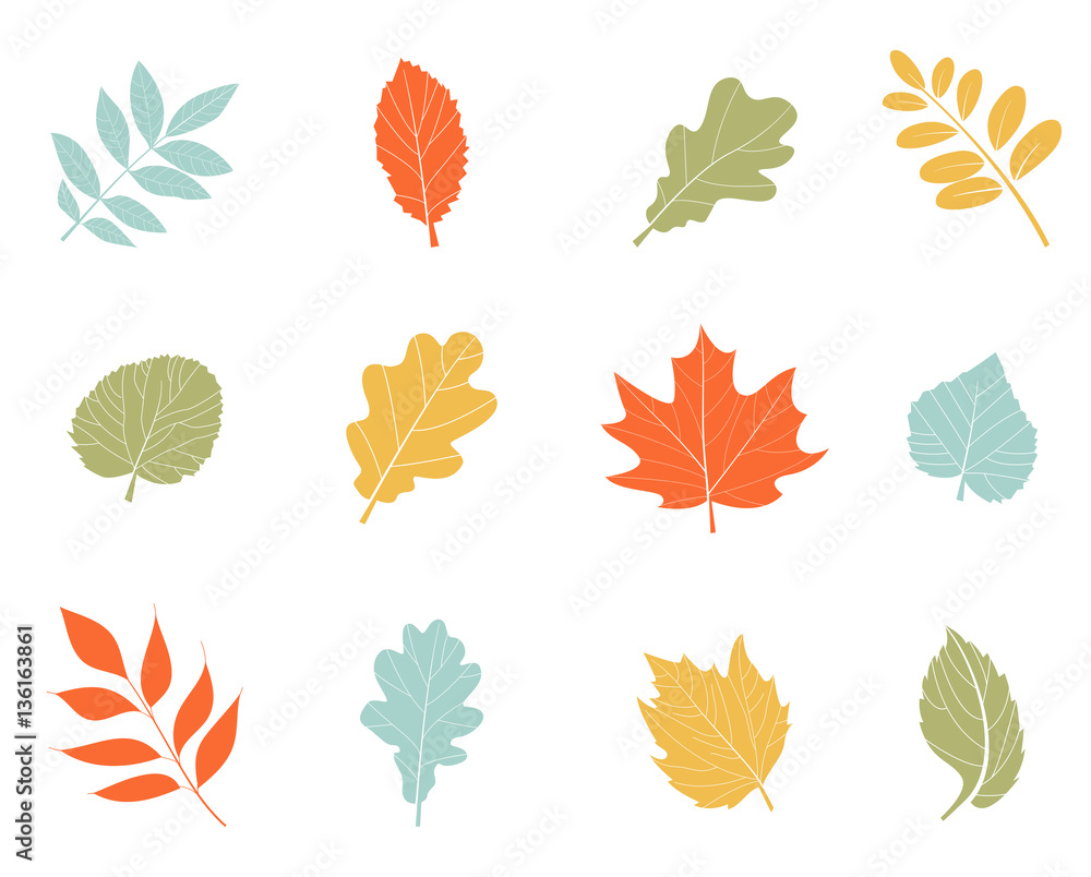 Collection beautiful colorful autumn leaves. Collection beautiful colorful autumn leaves.