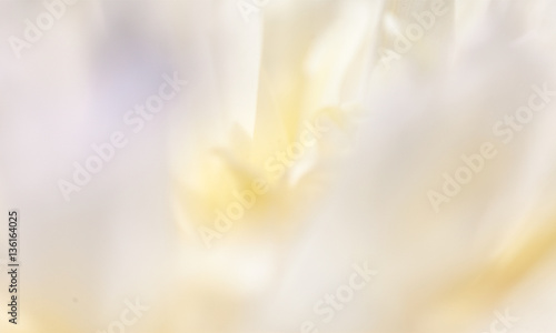 Colorful flowers in soft color and blur style for background