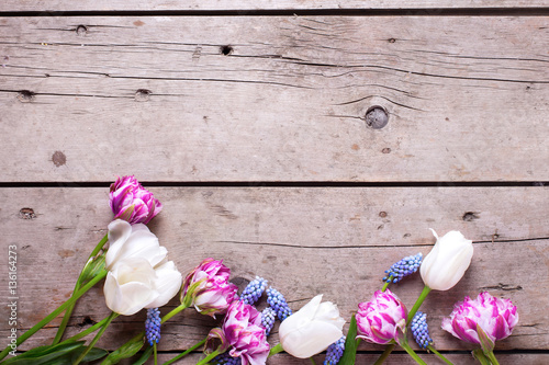 Fototapeta Naklejka Na Ścianę i Meble -  Border from violet and white tulips and muscaries flowers on age
