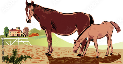 Mare with her foal in a paddock of a farm.