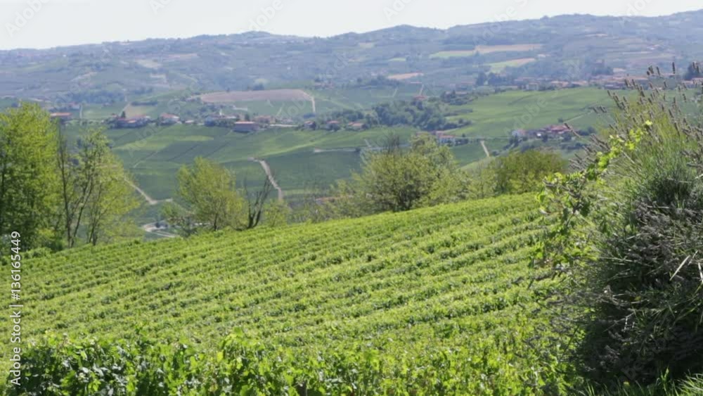 Langhe green hills with vineyards in a sunny summer in Piedmont, Italy Langhe green hills with vineyards in a sunny summer in Piedmont, Italy