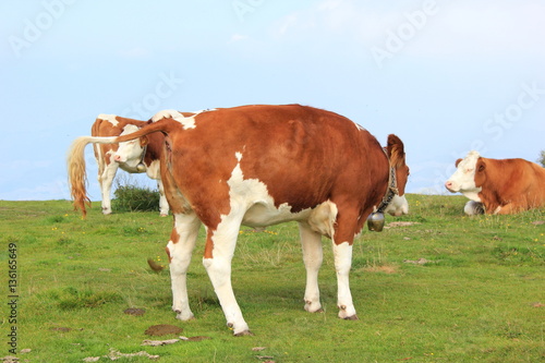 Kuh produziert einen Kuhfladen