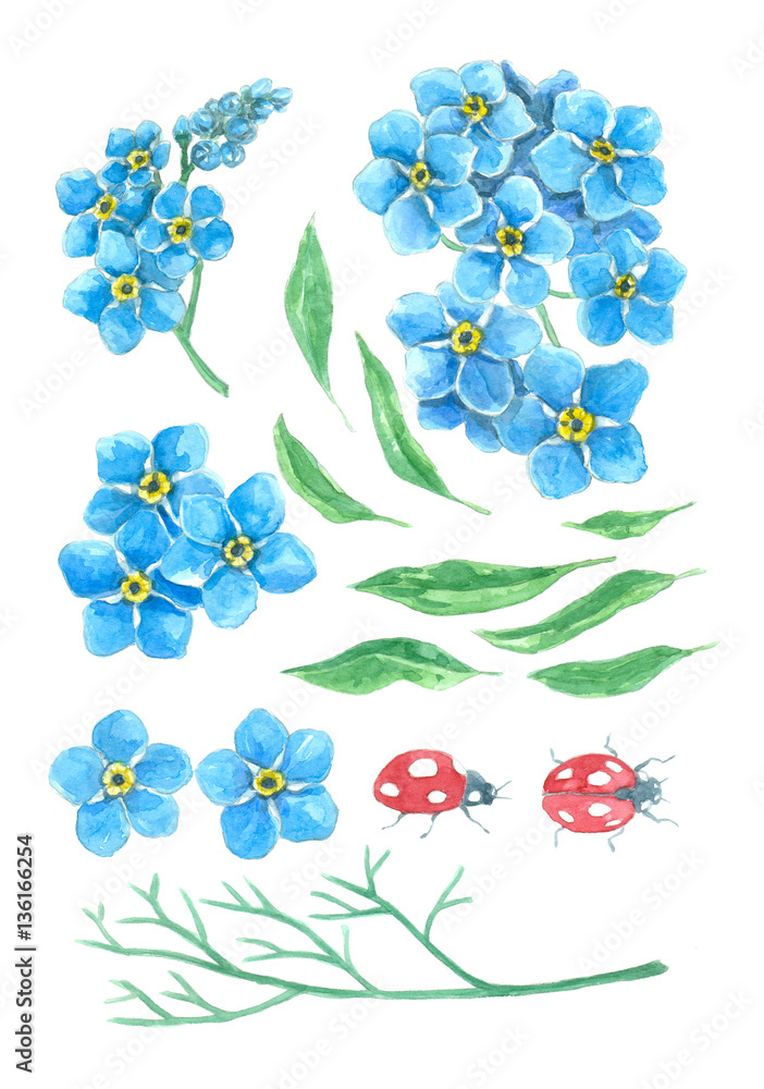 Collection of me not flowers, leaves and ladybugs. Elements for