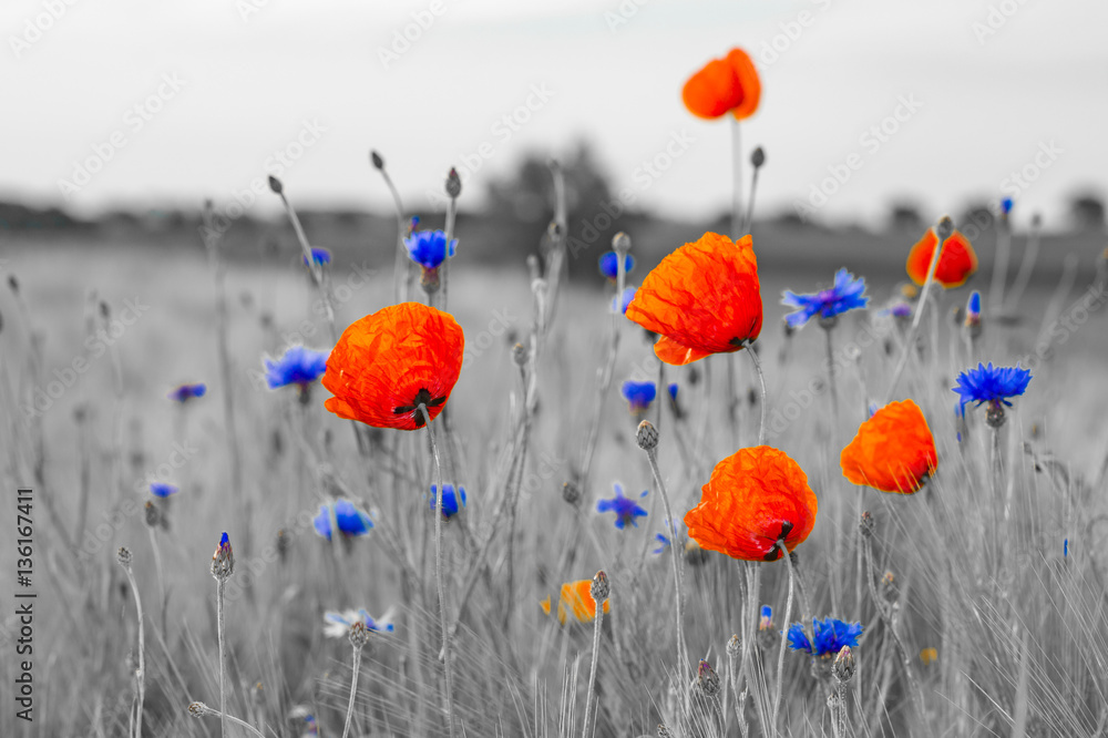 Fototapeta premium Wildflowers poppies