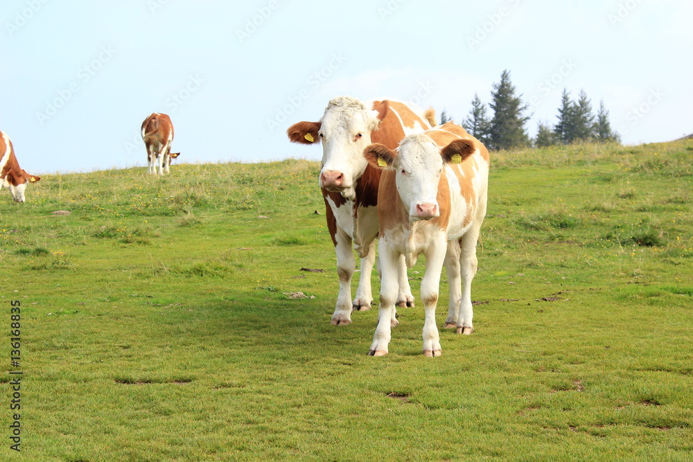 Rinder: Kuh und Kalb auf einer Weide auf einer Alm Rinder: Kuh und Kalb auf einer Weide auf einer Alm