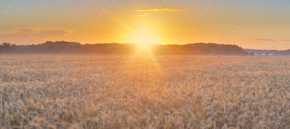 Obraz premium sunset over a field of ripe wheat